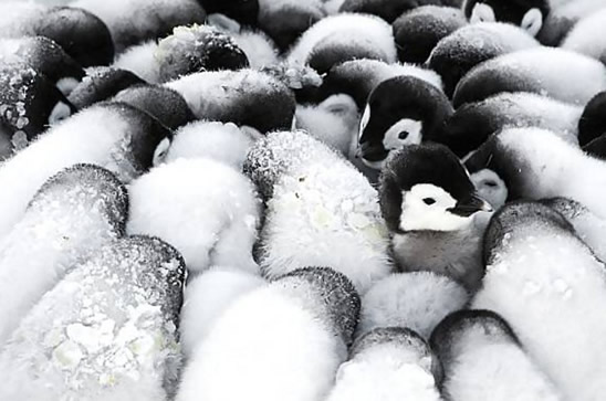 这个寒冬看看动物们是如何取暖的